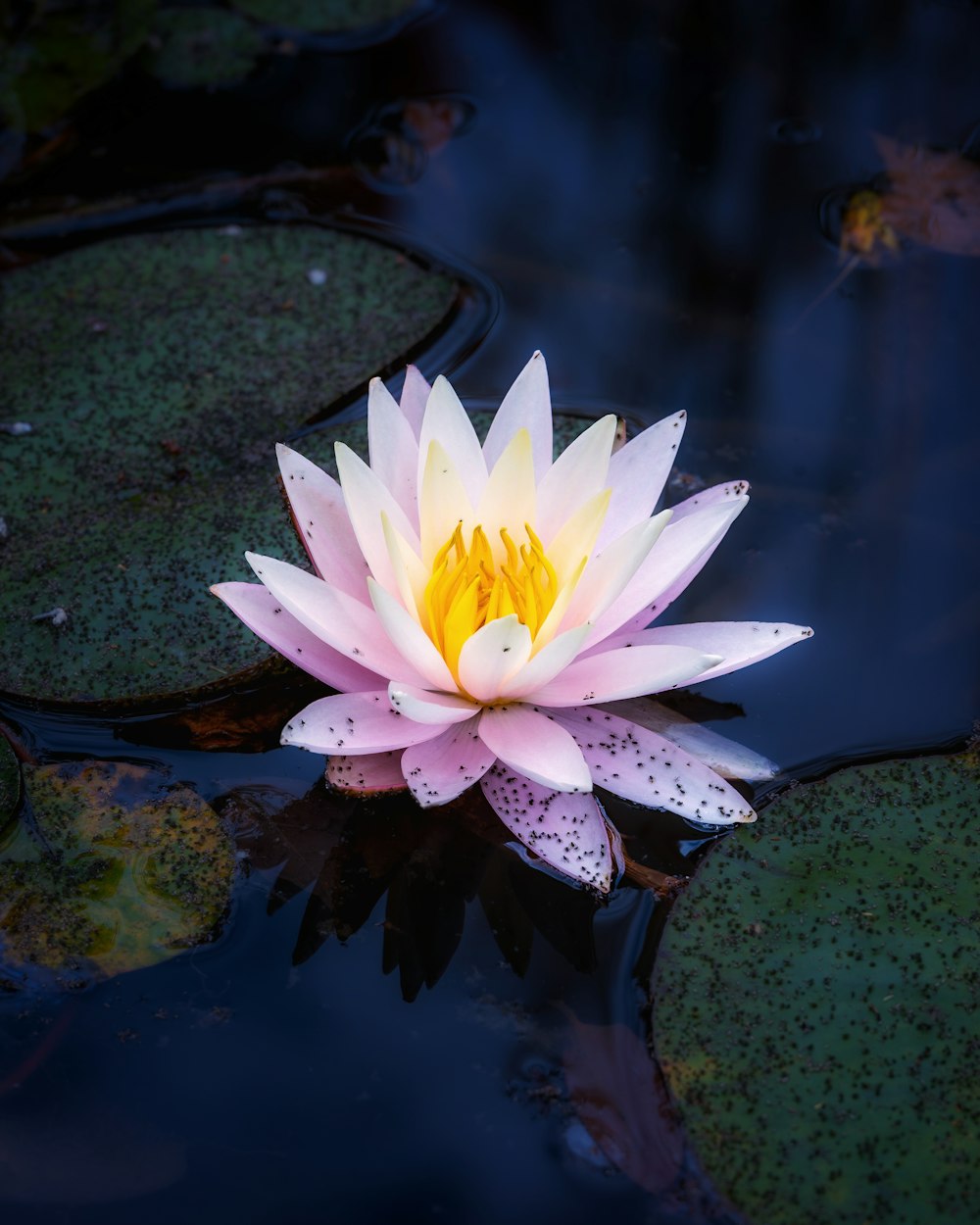 a pink and yellow water lily in a pond