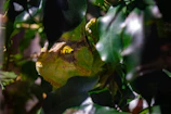 A detailed portrait of a veiled chameleon blending seamlessly with sun-dappled leaves.