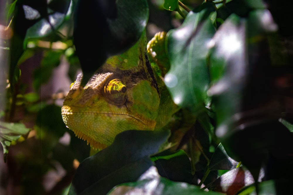 a close up of a lizard on a tree branch