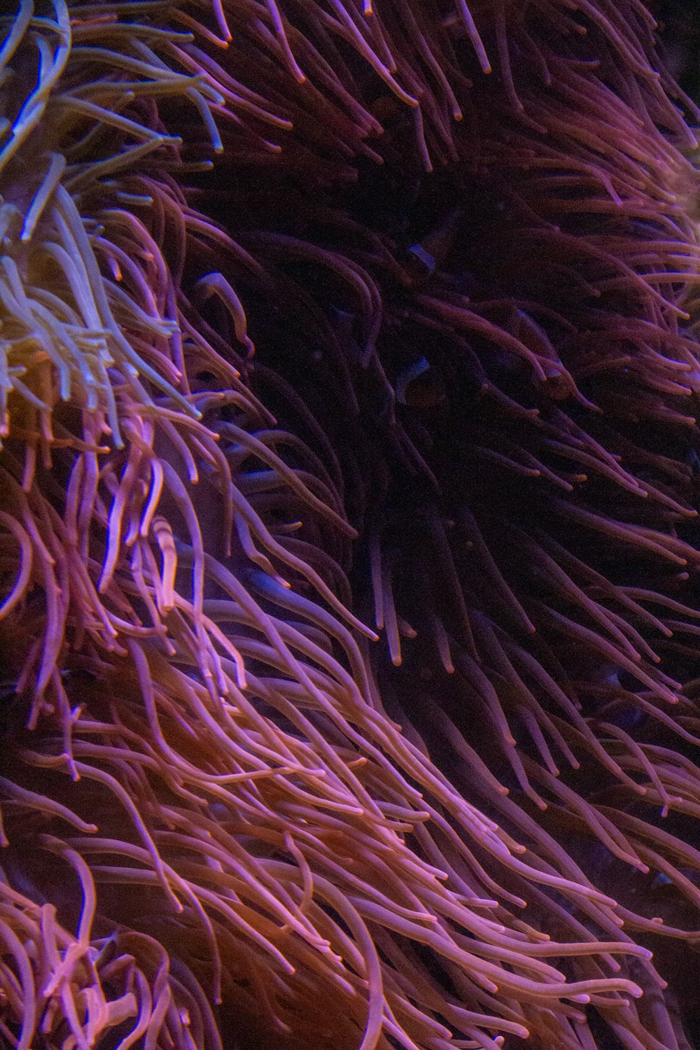 a close up of a purple and white sea anemone