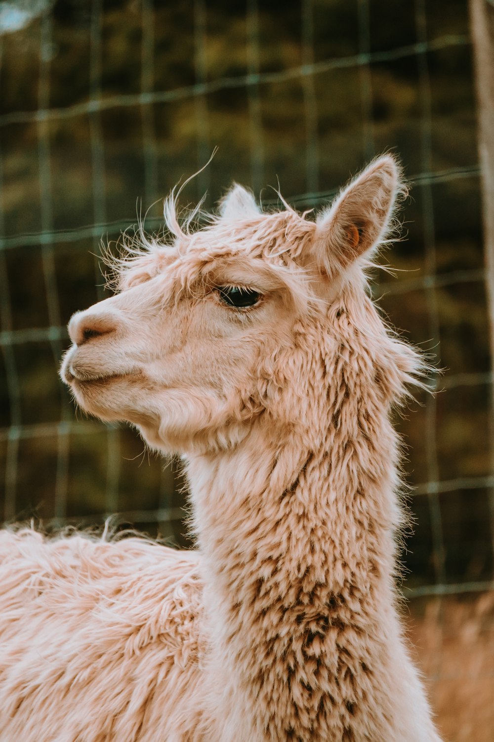 a close up of a llama near a wire fence