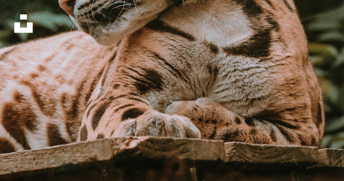 A close up of a cat laying on a ledge photo Free Exmoor zoological and conservation centre A close up of a cat laying on a ledge photo Free Exmoor zoological and conservation centre