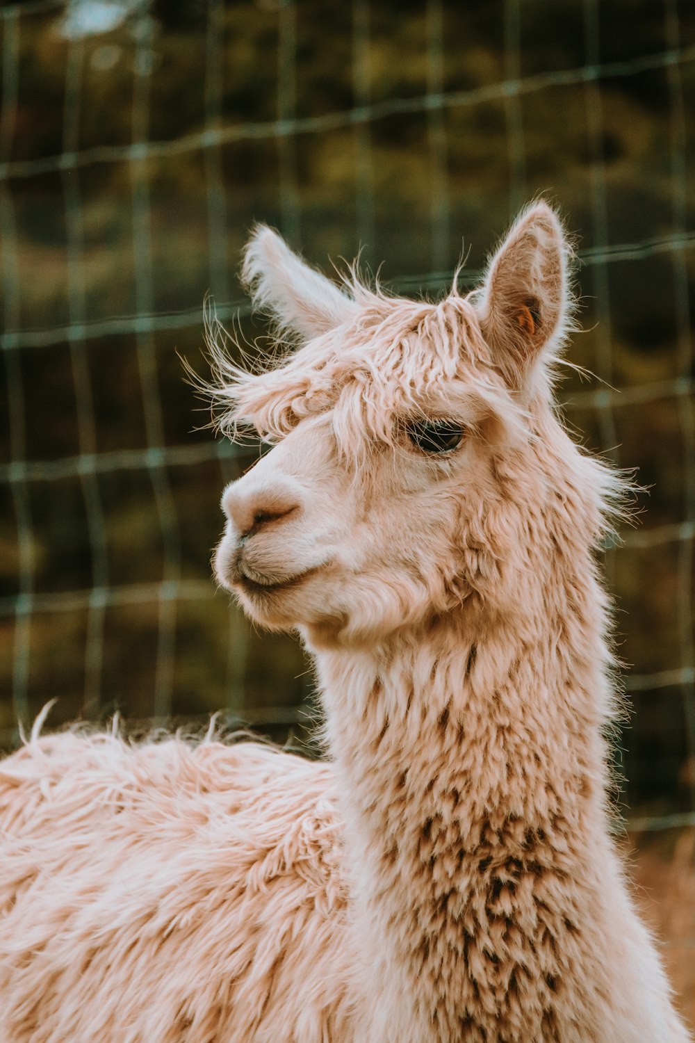 a close up of a llama near a wire fence