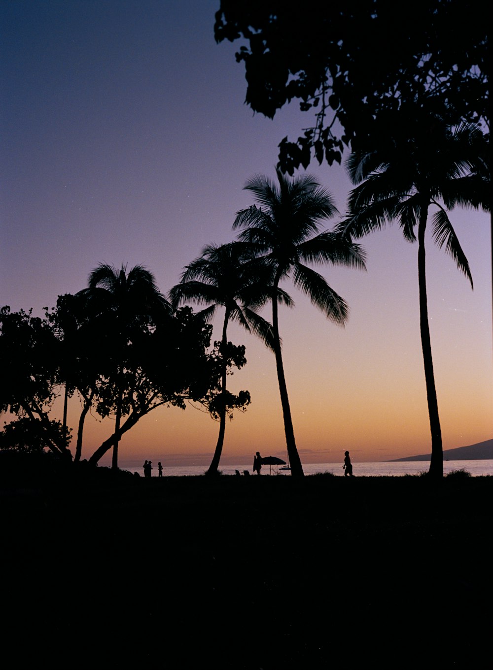 um par de palmeiras sentado ao lado do oceano