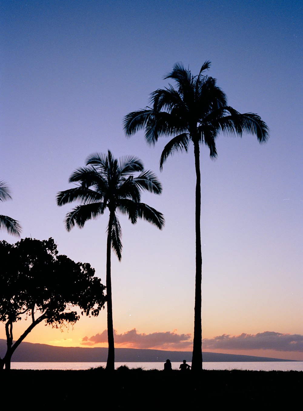 a couple of palm trees sitting next to each other