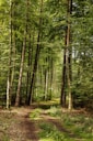 A serene forest pathway winds through tall, densely packed trees. Sunlight filters through the lush green leaves, creating dappled patterns on the ground. The earthy, natural setting evokes a sense of tranquility and solitude.