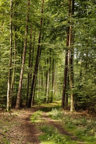 A serene forest pathway winds through tall, densely packed trees. Sunlight filters through the lush green leaves, creating dappled patterns on the ground. The earthy, natural setting evokes a sense of tranquility and solitude.