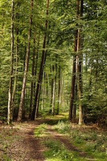 A serene forest pathway winds through tall, densely packed trees. Sunlight filters through the lush green leaves, creating dappled patterns on the ground. The earthy, natural setting evokes a sense of tranquility and solitude.