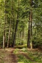 A serene forest pathway winds through tall, densely packed trees. Sunlight filters through the lush green leaves, creating dappled patterns on the ground. The earthy, natural setting evokes a sense of tranquility and solitude.