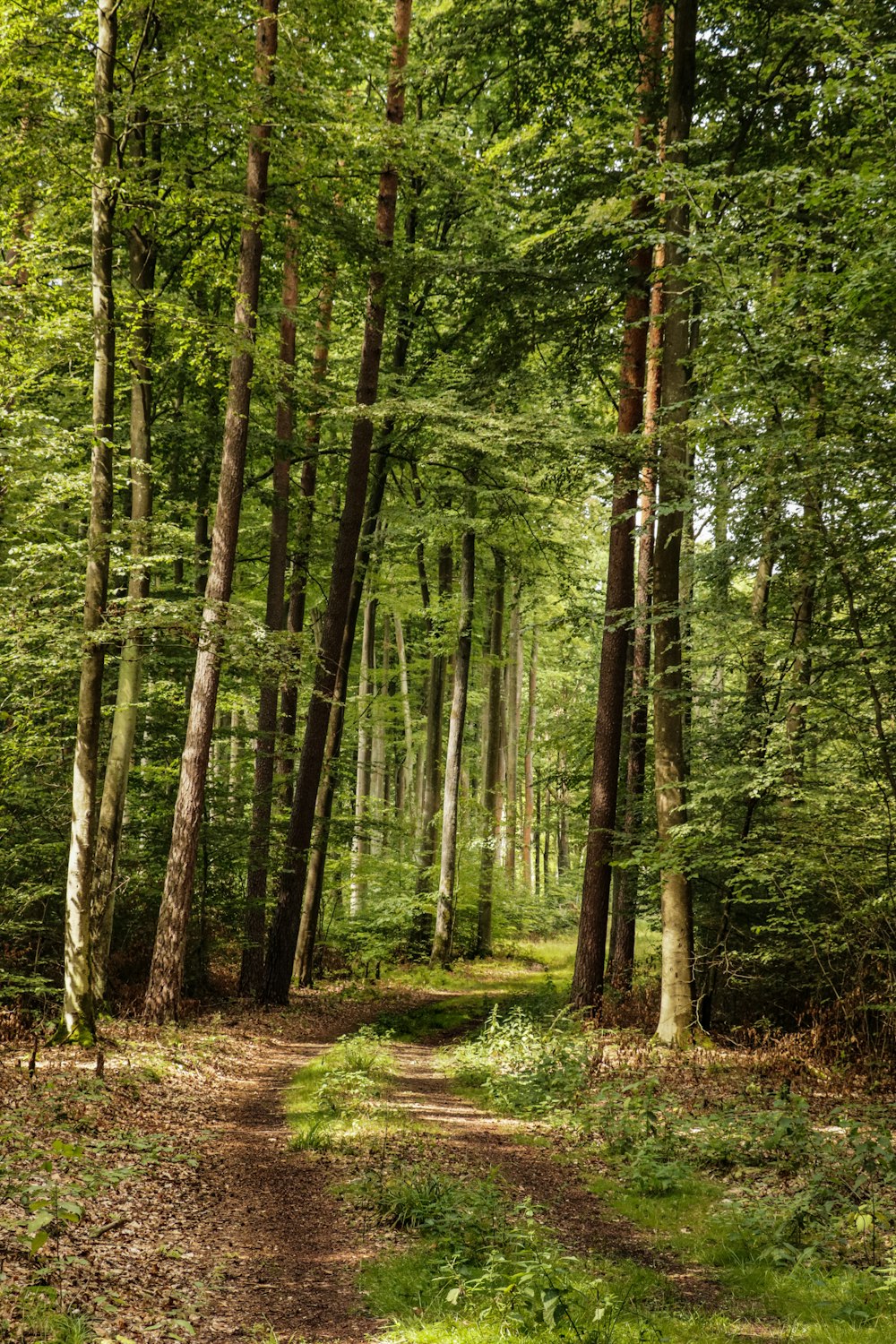 a dirt path in the middle of a forest