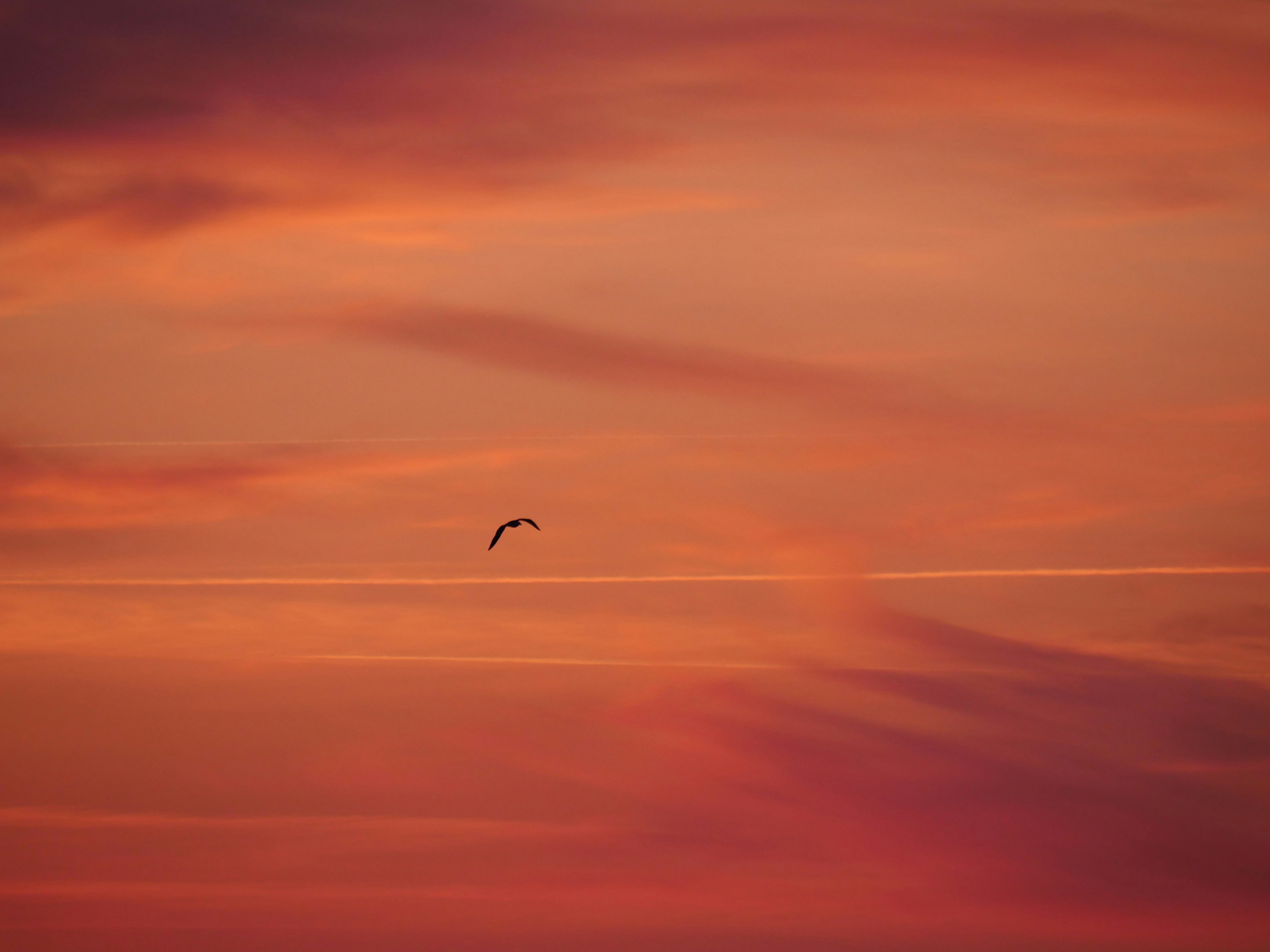 Photo by nimbus_vulpis