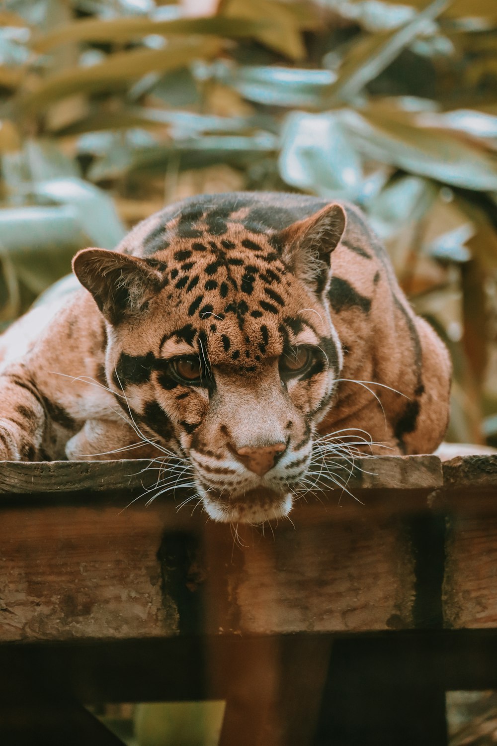 a close up of a cat laying on a wooden bench