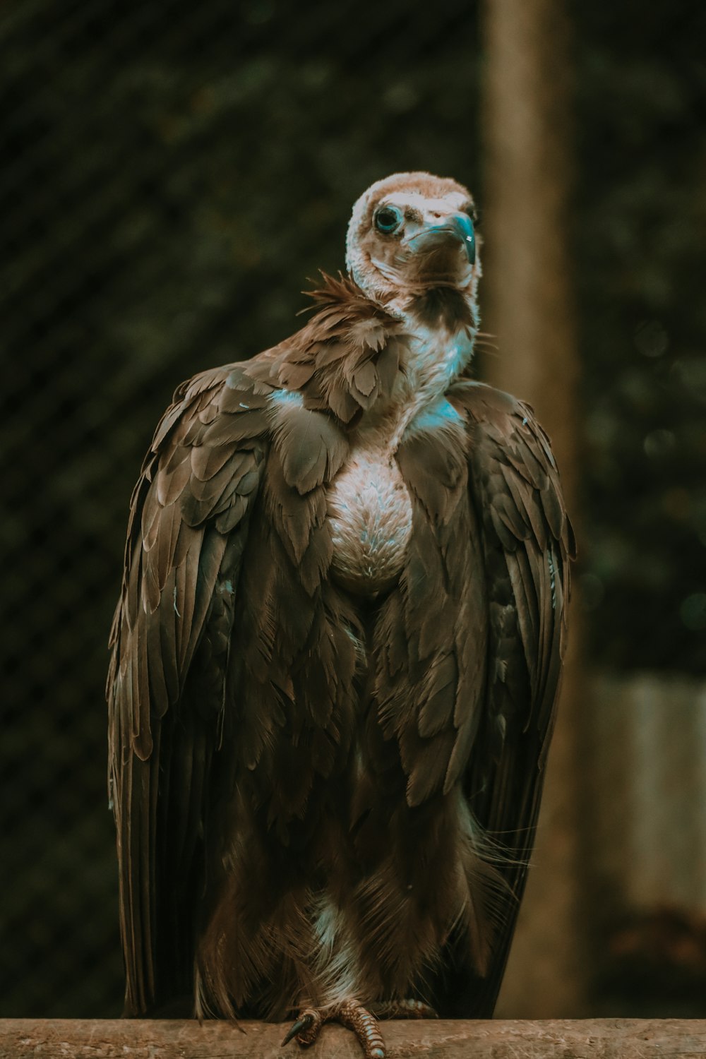 a close up of a bird on a branch