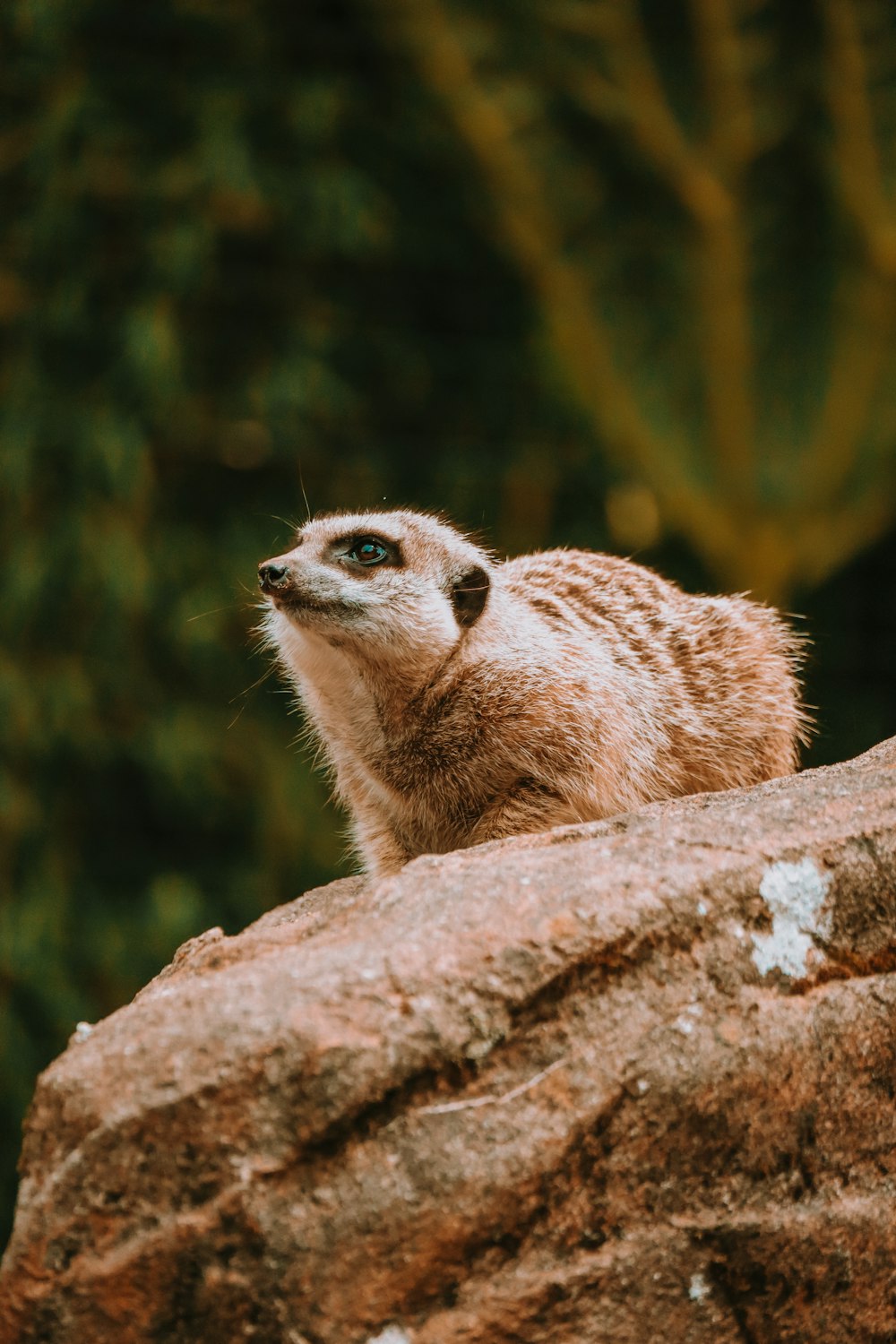 a meerkat sitting on top of a large rock