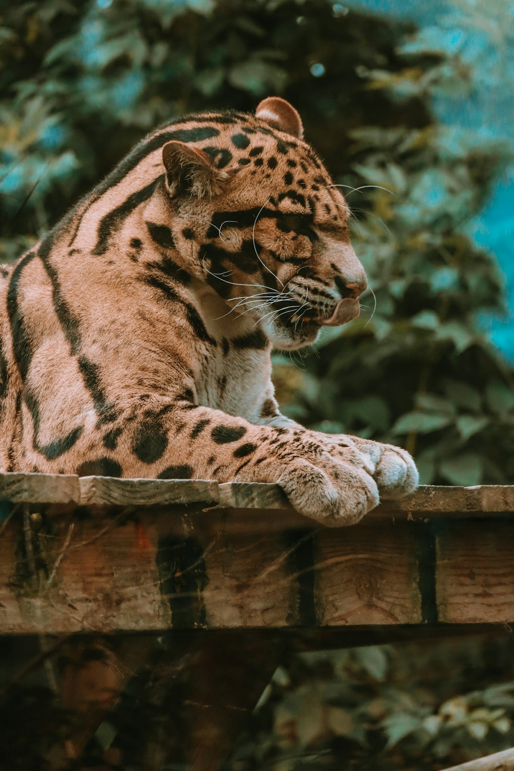 a close up of a cat on a wooden fence