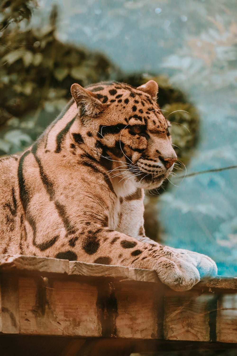 a close up of a snow leopard laying on a ledge