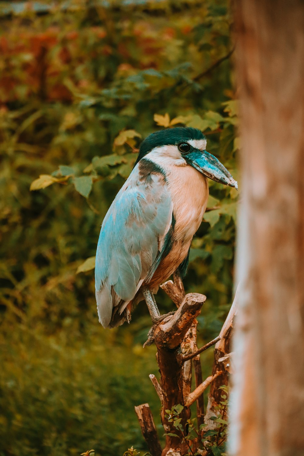 a blue and white bird sitting on top of a tree branch