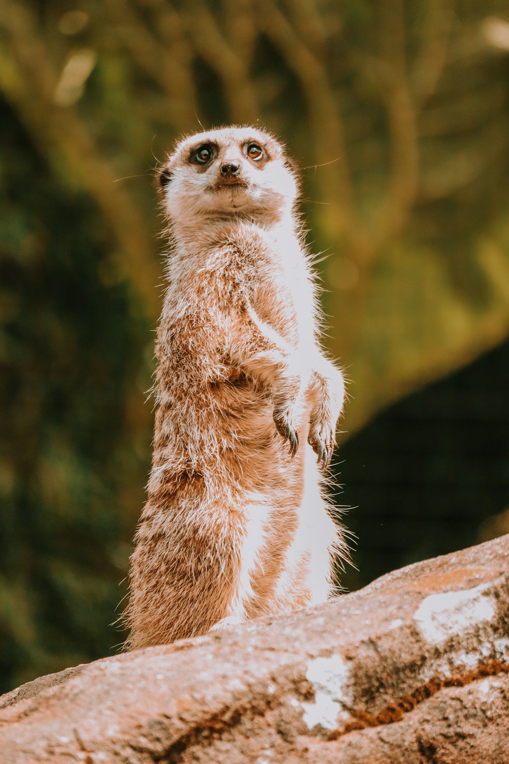 a meerkat standing on top of a rock