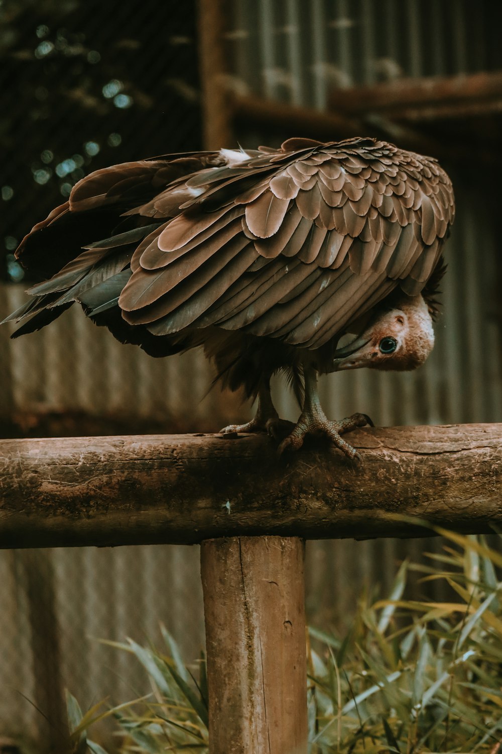a large bird perched on top of a wooden pole