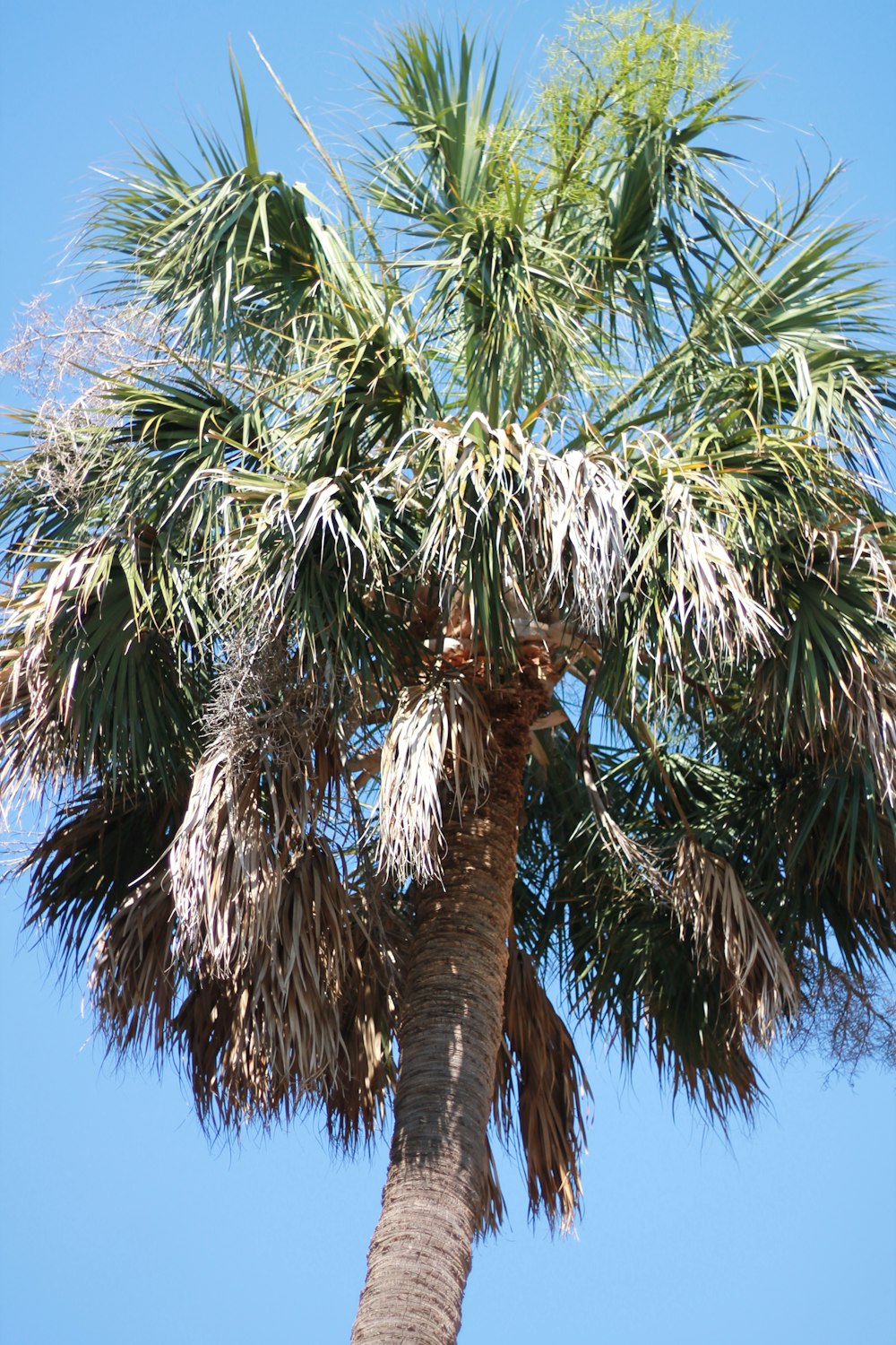 a palm tree with lots of green leaves