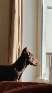 A Doberman pinscher gazes out of a window. Sunlight casts a warm glow on its sleek black and tan coat. The dog appears attentive and calm as it stands near beige curtains. The indoor setting conveys a sense of tranquility.