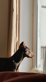 A Doberman pinscher gazes out of a window. Sunlight casts a warm glow on its sleek black and tan coat. The dog appears attentive and calm as it stands near beige curtains. The indoor setting conveys a sense of tranquility.