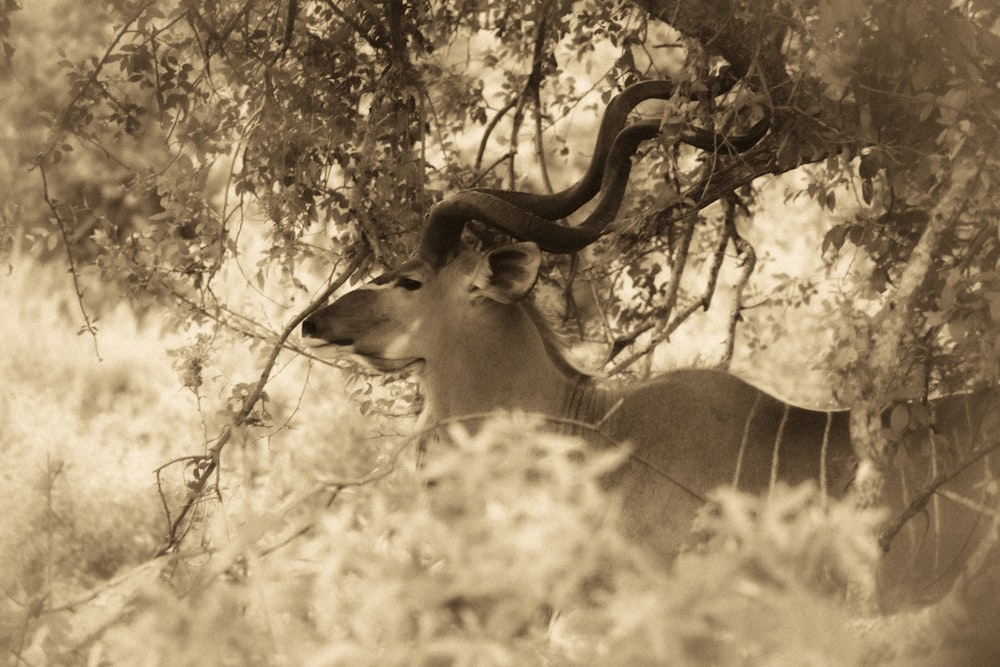 uma gazela com uma cobra nas costas em uma árvore