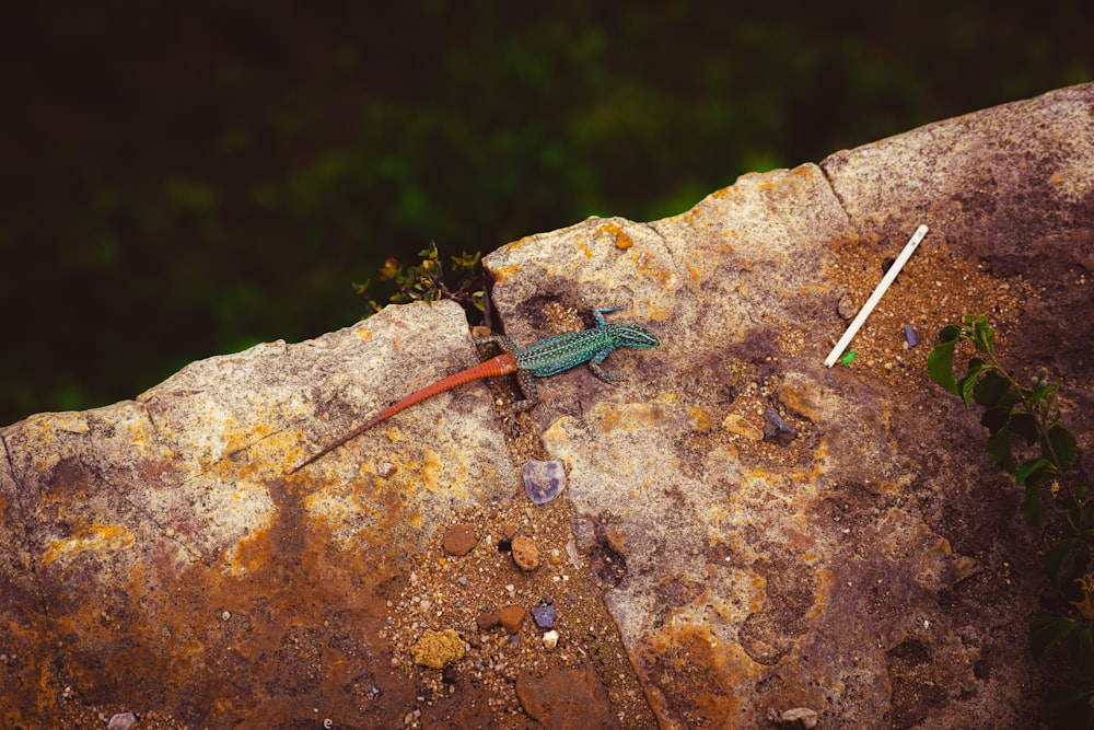 a lizard on a rock with a stick in its mouth