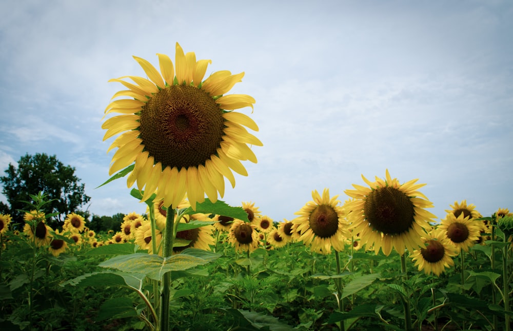 a field of sunflowers with a blue sky in the background