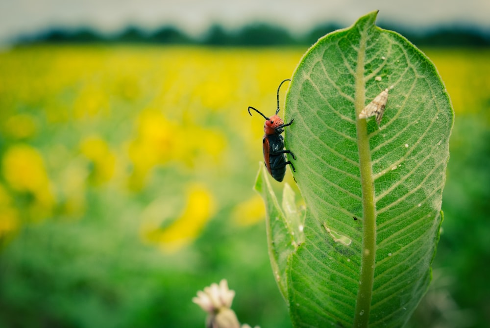 a bug sitting on top of a green leaf