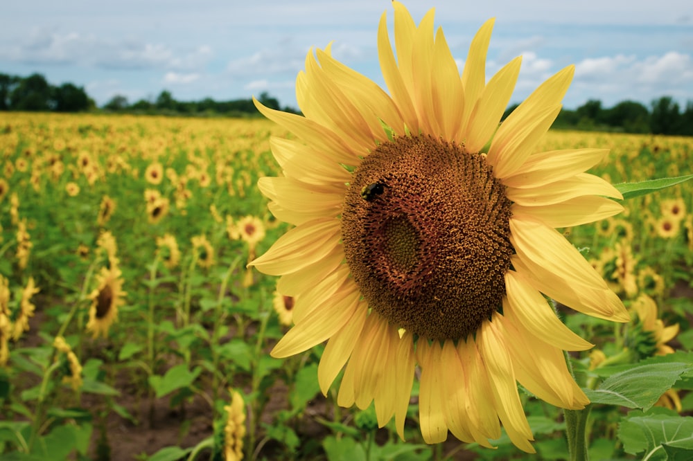 a large sunflower in a large field of sunflowers