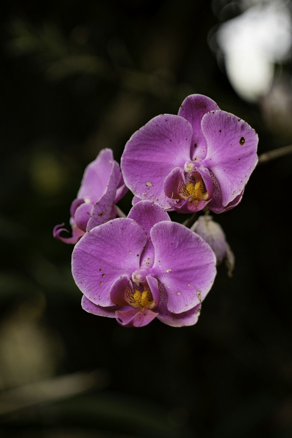 a close up of three purple flowers on a branch