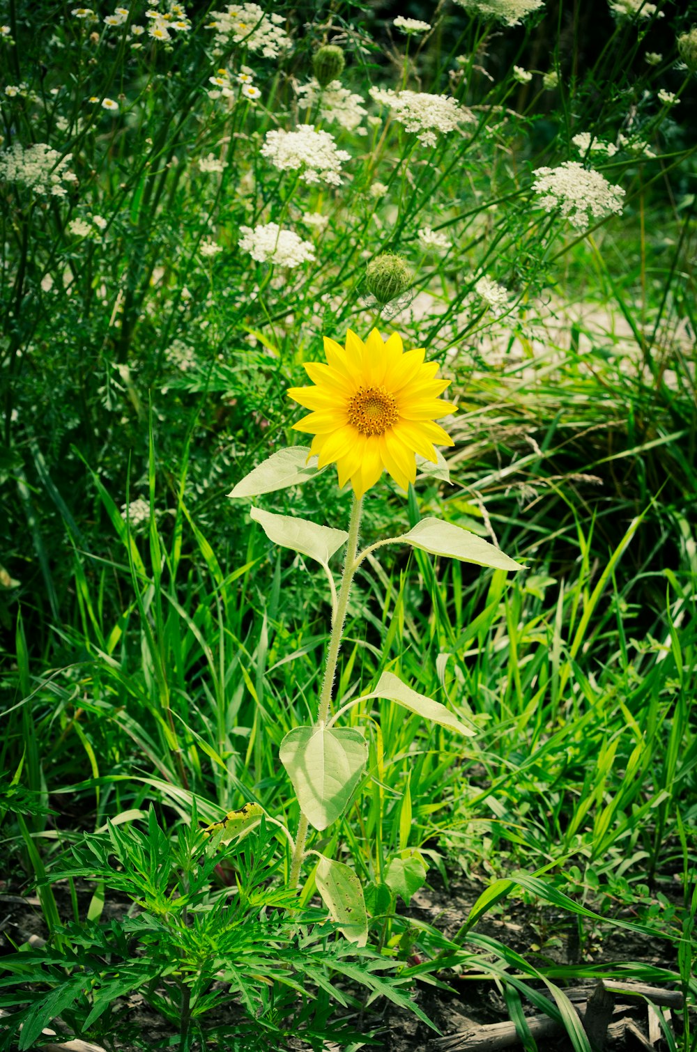 a single yellow flower in a grassy area