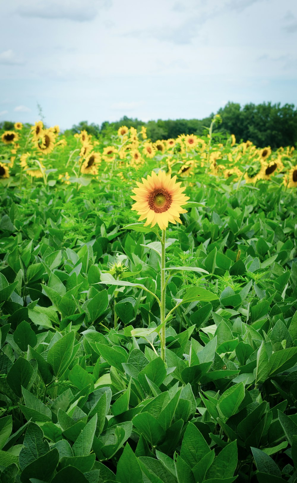 a field of sunflowers with a sky background