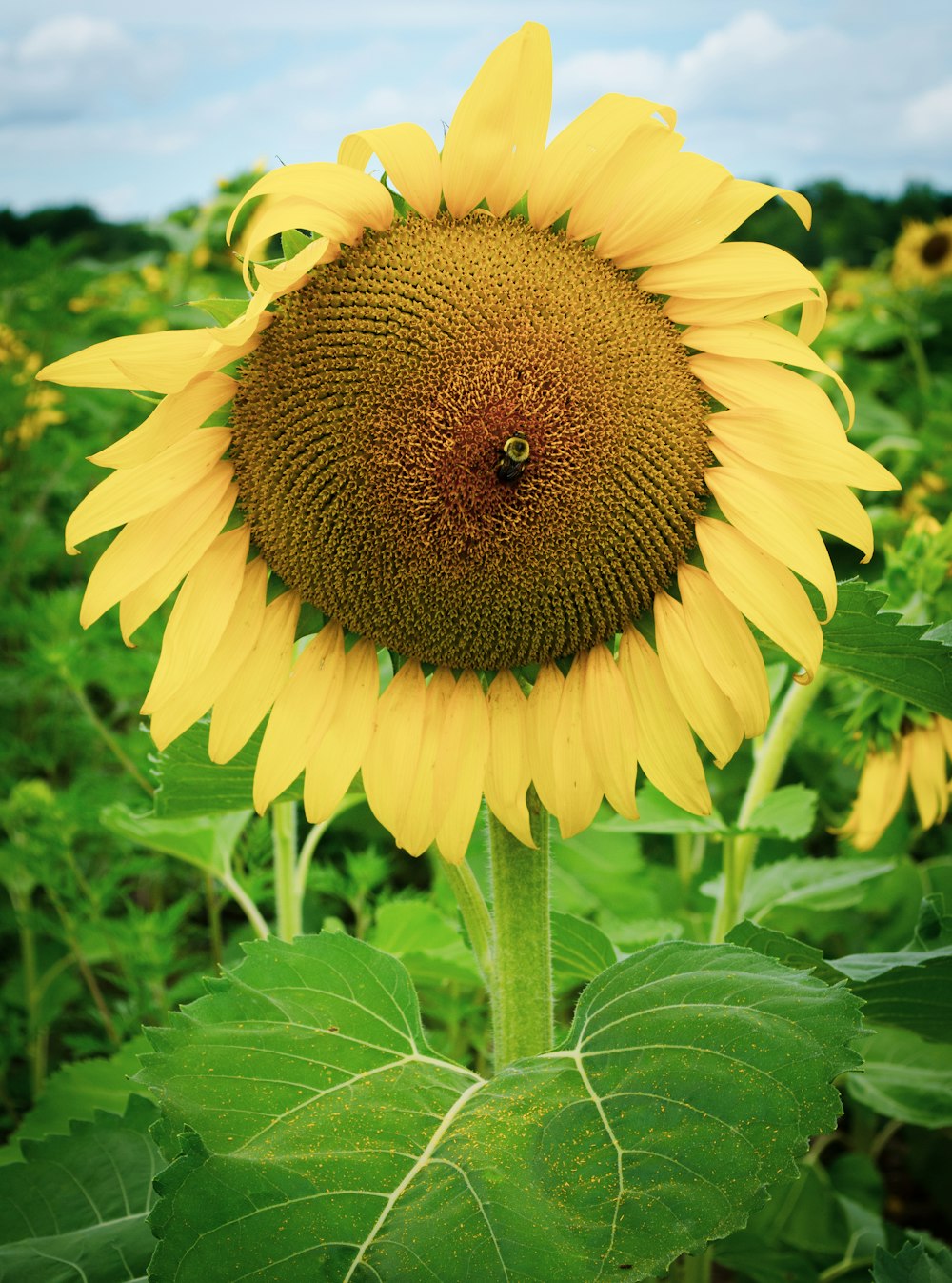 a large sunflower in a field of sunflowers