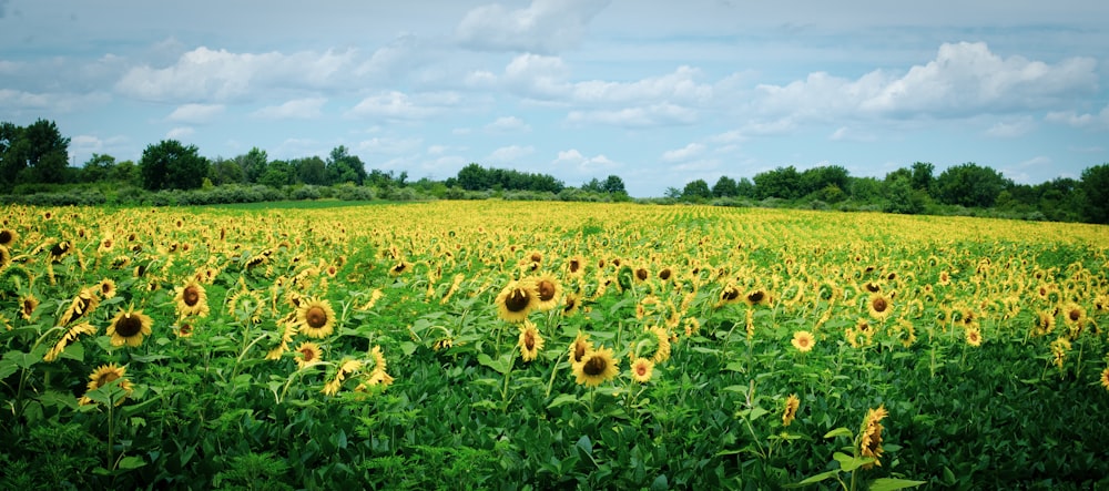 a large field of sunflowers under a cloudy blue sky