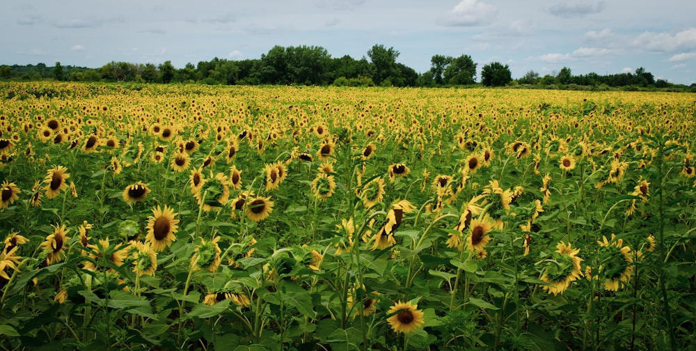 a large field of sunflowers on a sunny day