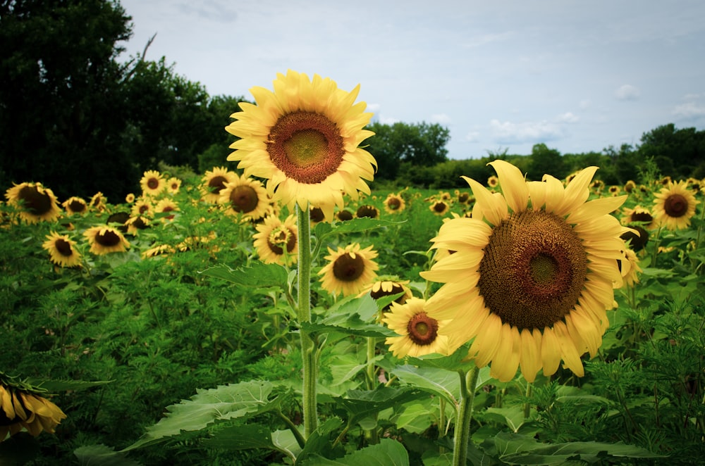 Un campo de girasoles con un fondo de cielo