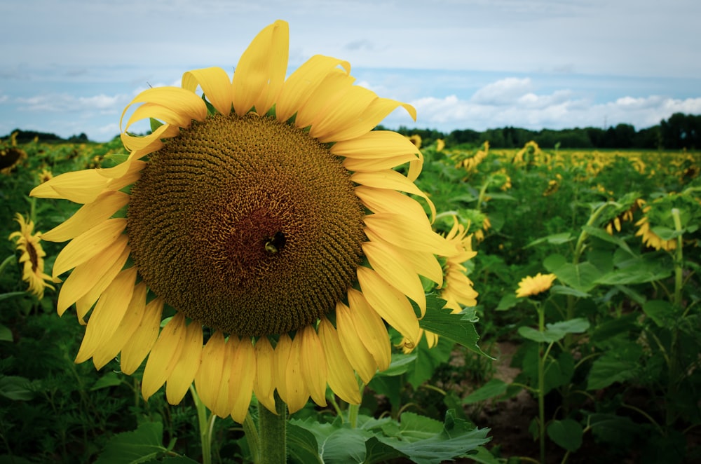 a large sunflower in a field of sunflowers