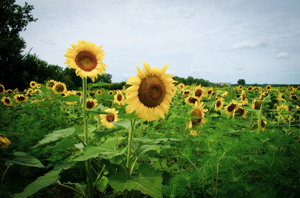 a large field of sunflowers with a sky background