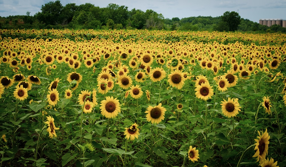 a large field of sunflowers in the middle of a field