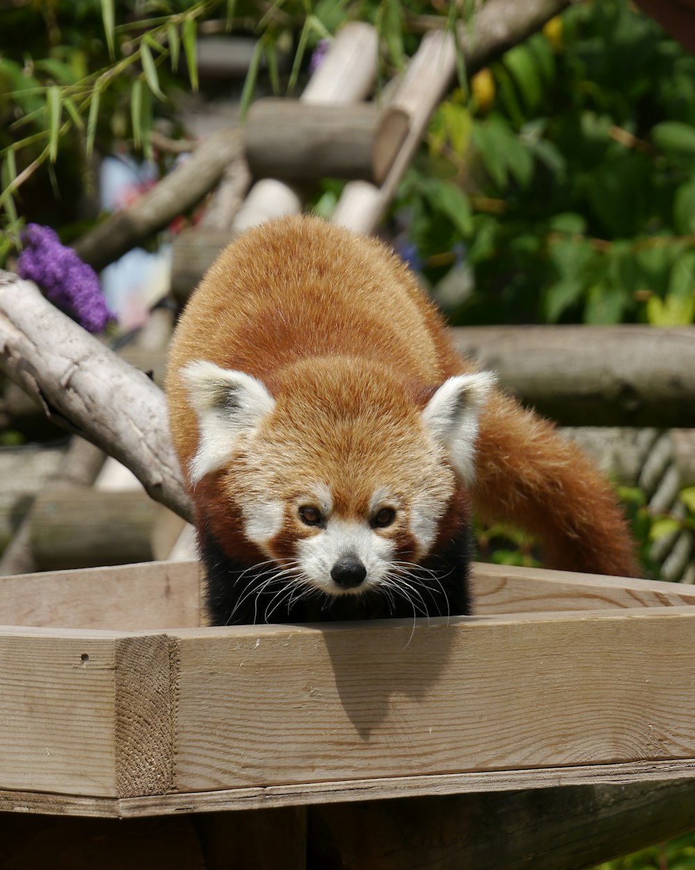 a small red panda standing on top of a wooden platform