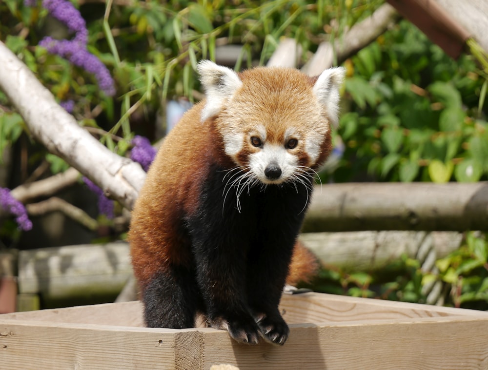 Un orso panda rosso in piedi sopra una scatola di legno