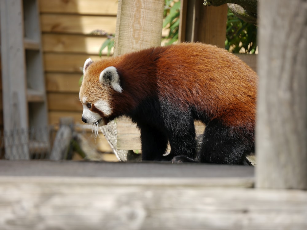 Un oso panda rojo caminando en el recinto de un zoológico