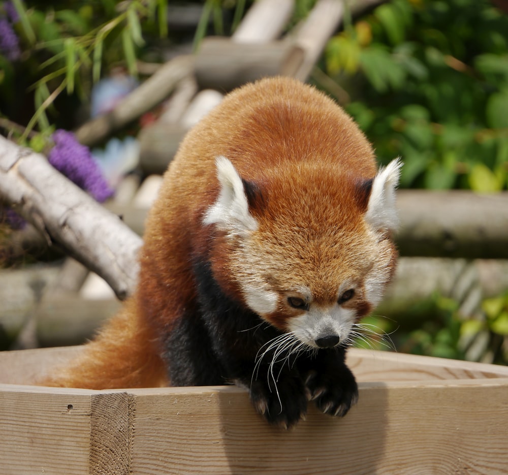 a close up of a small animal on a wooden platform