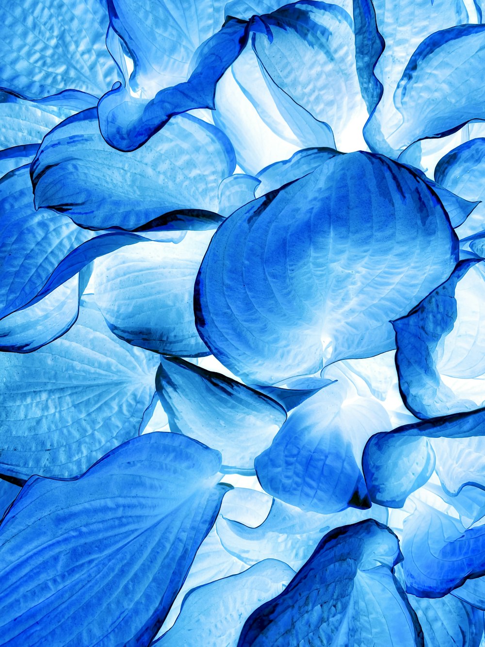 uma visão de perto de uma flor azul