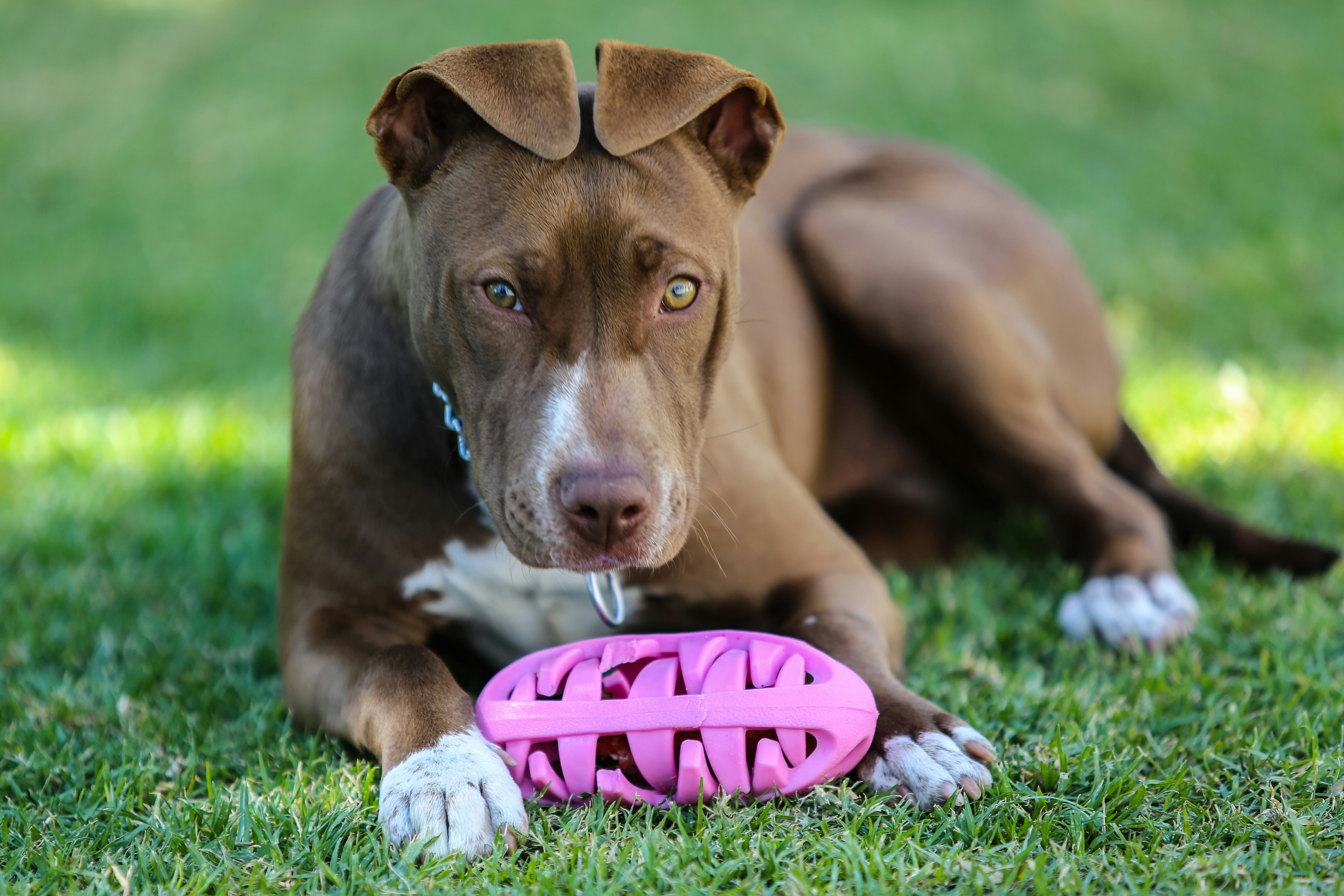 Brown and white pit bull-type dog lying on grass with a pink rubber treat toy between its front paws