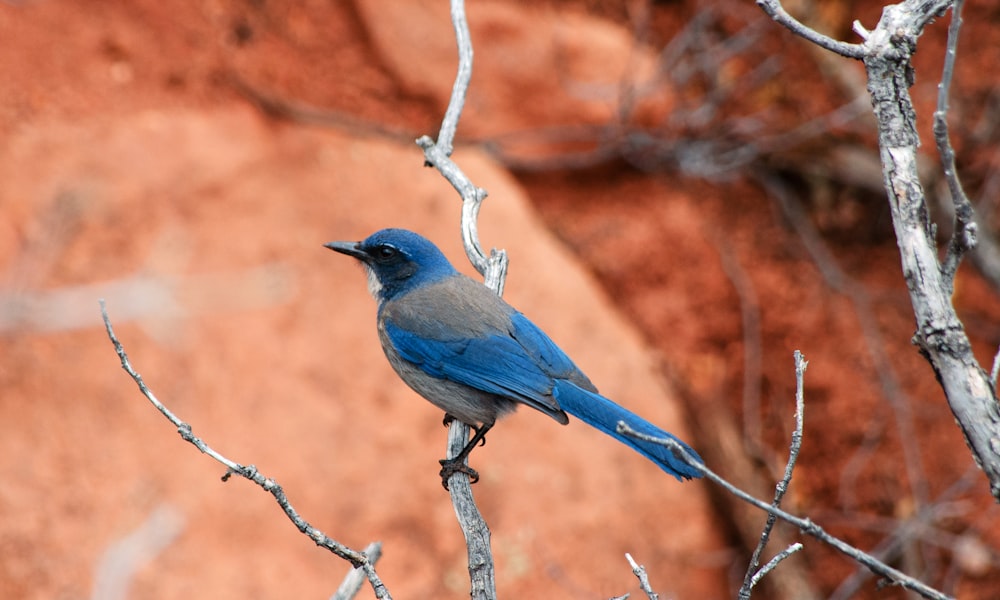 a small blue bird perched on a tree branch