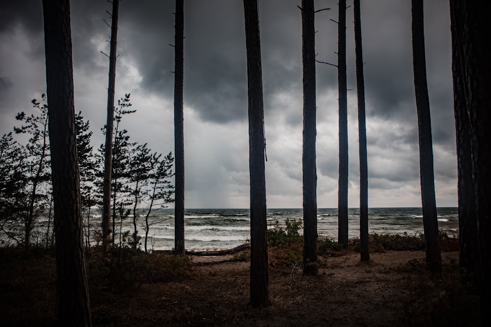 a view of the ocean through some trees