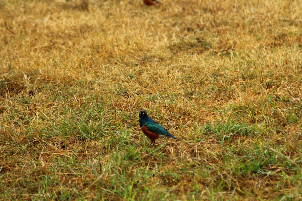 two small birds standing in a grassy field